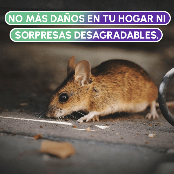 Pague 1 Lleve 2 Pak Trampa Adhesiva para Roedores + OBSEQUIO